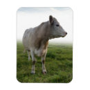 Search for hereford cattle gifts Cow