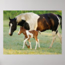 Search for horse breed posters Ranch