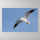 Search for gulls posters Sky