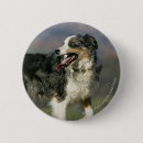 Search for border collie dog badges Bob and pam langrish