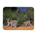 Search for lemurs magnets Africa