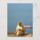 Search for ape postcards Animal