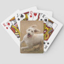 Search for dog breeds playing cards Puppy