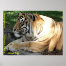 Search for bengal tiger posters Wildlife
