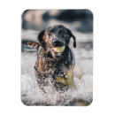 Search for fetch magnets Dog