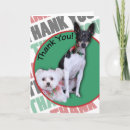 Search for maltese cards Pet