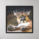 Search for lion art Wildlife photography