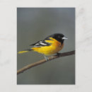 Search for oriole postcards Baltimore