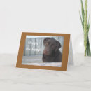 Search for chocolate lab birthday cards Labs