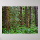 Search for cascade range posters Forest