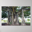 Search for banyan trees posters Honolulu