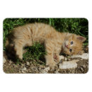 Search for tabby cat magnets Sweet