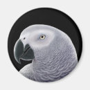 Search for congo magnets African grey