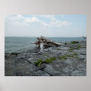 Search for monsters photography Nature