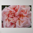 Search for cabbage rose posters For her