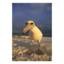 Search for albatross art Bird