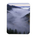 Search for smokey mountain magnets Tree