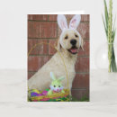 Search for golden doodle puppies cards Cute