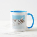 Search for husky puppies mugs Alaskan malamute