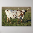 Search for texas longhorn posters Horns