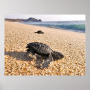 Search for hatchling posters Ocean