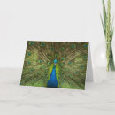 Search for feather photo cards Elegant