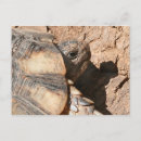 Search for tortoises postcards Photography