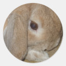 Search for dwarf stickers Pet