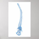 Search for cervical posters Side view