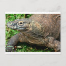 Search for komodo postcards Dragon
