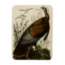 Search for wild birds magnets Colour