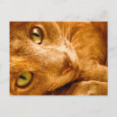 Search for greens postcards Cat