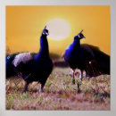 Search for peafowl art Peacock