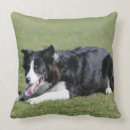 Search for bob and pam langrish Canine photographer