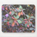 Search for leaf fall electronics Foliage