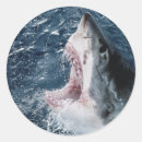 Search for shark photo stickers Superstock