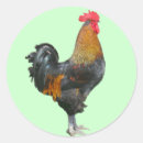 Search for roosters stickers Birds