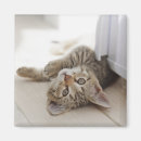 Search for kittens magnets No people