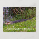 Search for alligators postcards Animal