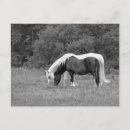 Search for buddies postcards Horses