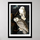 Search for snowy owls posters Animal