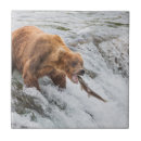 Search for bear tiles Alaska