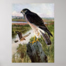 Search for marsh posters Birds