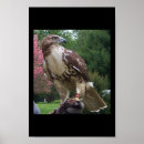 Search for juvenile posters Animals