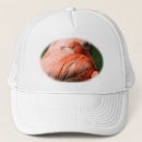 Search for feathered birds hats Animals