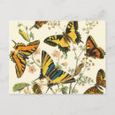 Search for gatherings postcards Nature