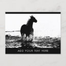 Search for glossy postcards Animals