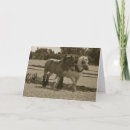 Search for draught horse Draught horses