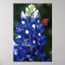 Search for bluebonnet posters Multi region