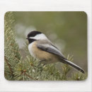 Search for black capped chickadee mousepads Bird